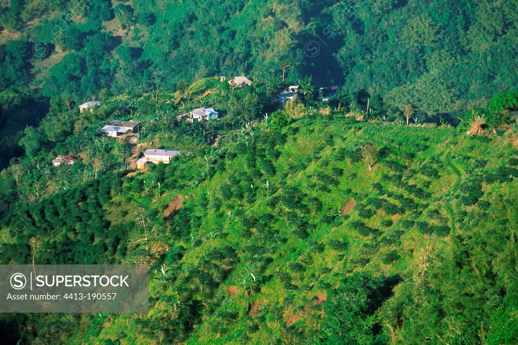 Coffee plantation Jamaica Blue Mountains
