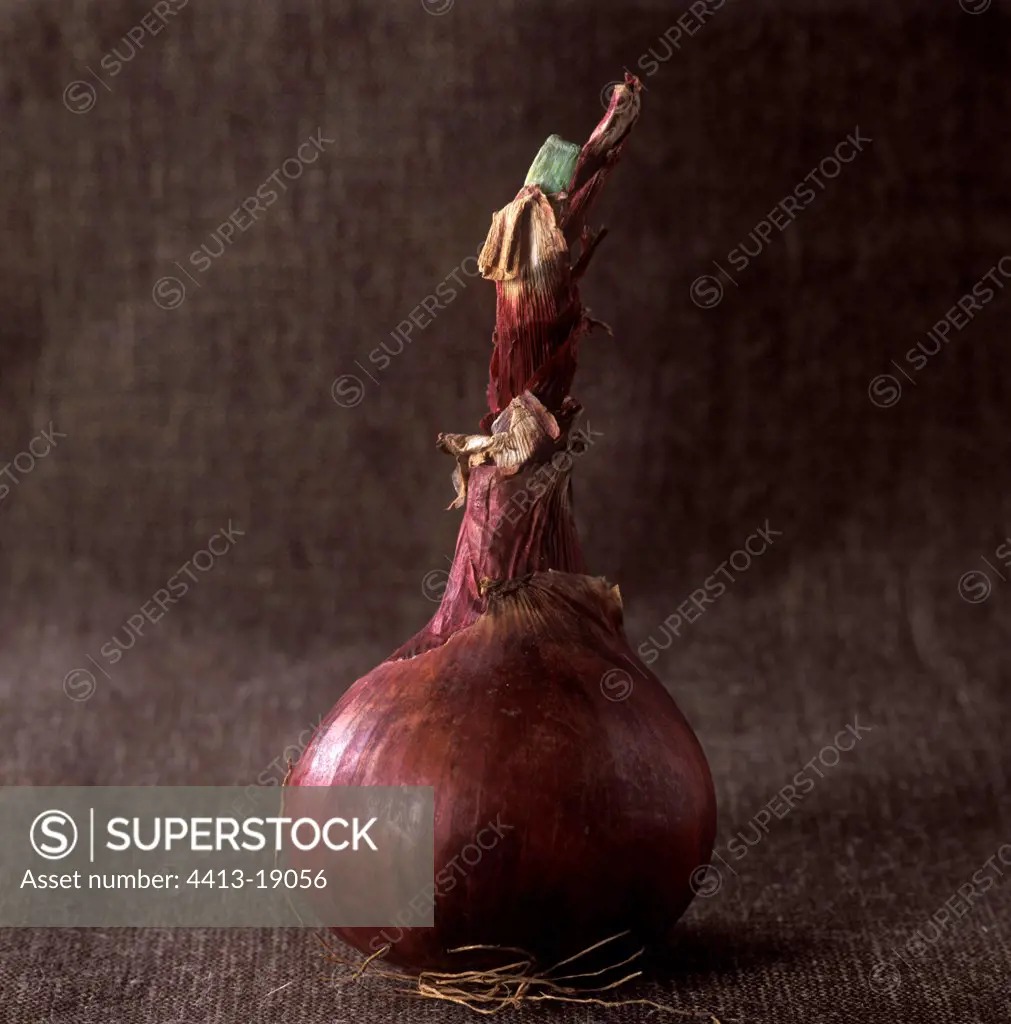 Portrait of an Onion