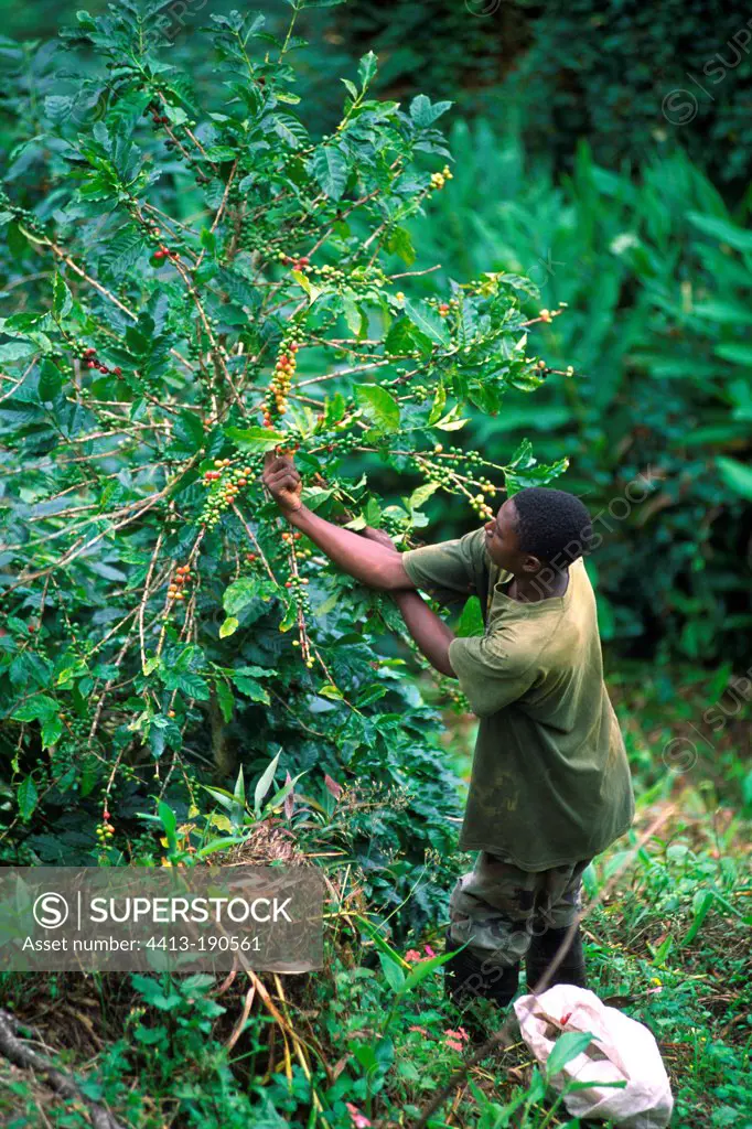 Picking Coffee Jamaica Blue Mountains