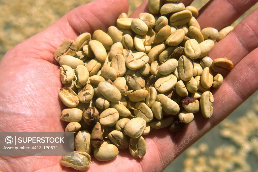 Coffee Beans in a hand Jamaica Blue Mountains