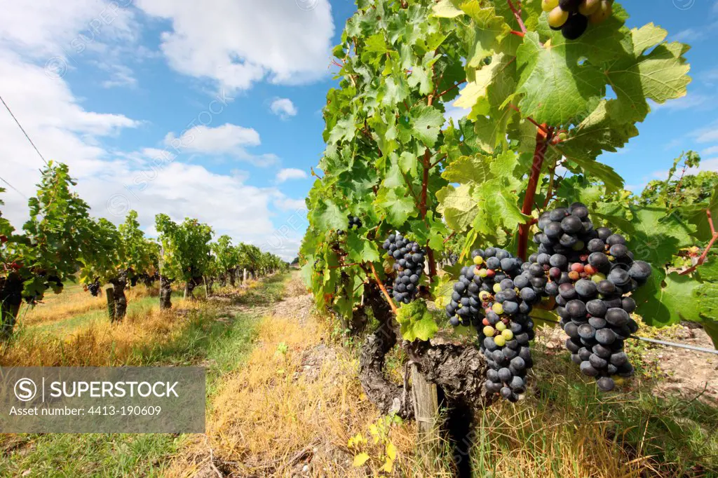 Grape clusters on Vine Bordeaux France