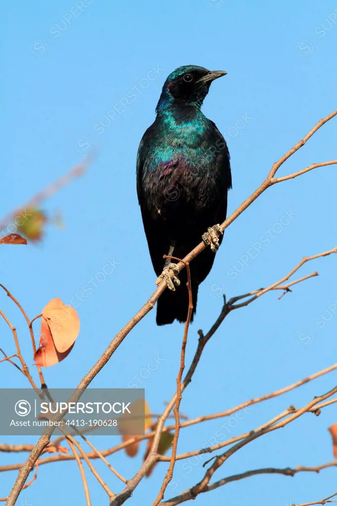 Burchell's Glossy-starling on a branch Botswana