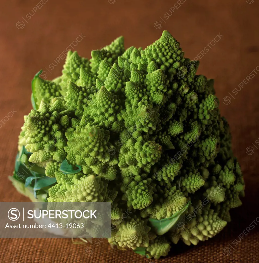 Portrait of a Cabbage Romanesco