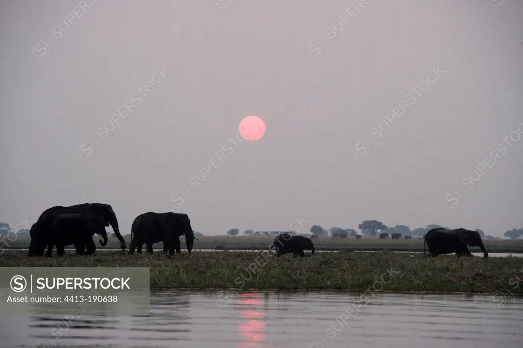 African Elephants near the Chobe River Botswana