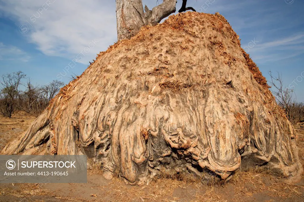 Remains of a truncated Baobab eaten by elephants Botswana