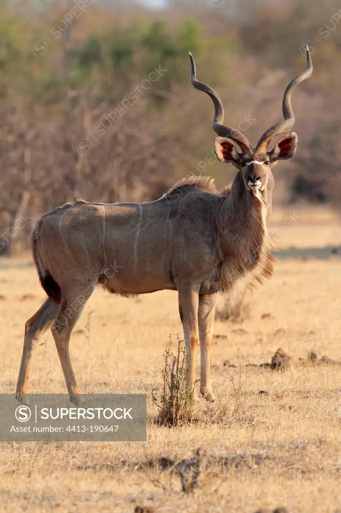Greater Kudu male in the savannah Botswana