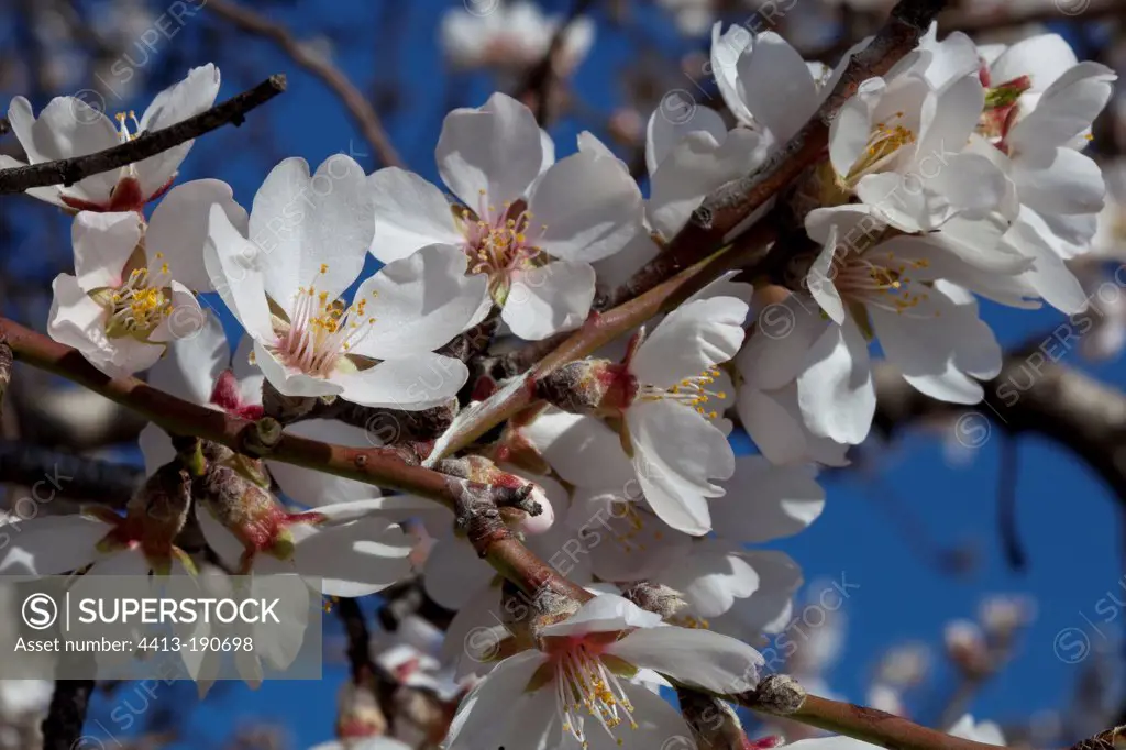 Almond flowers in spring Provence France