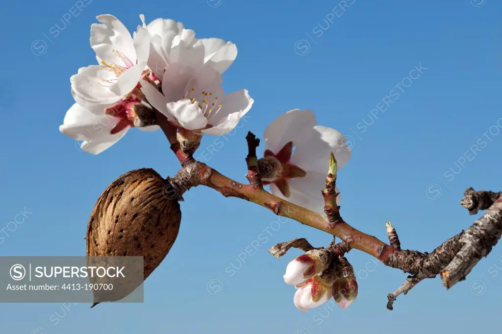 Almond and Almond flowers on the tree Provence France