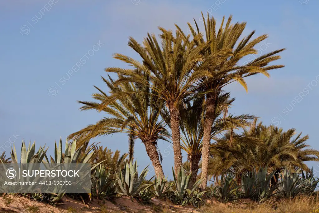 Date palms Djerba Island Tunisia