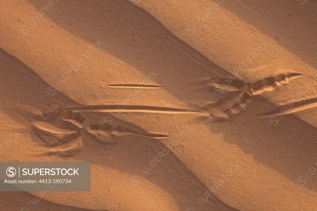 Traces of brown-necked Raven in the sand Sahara Tunisia