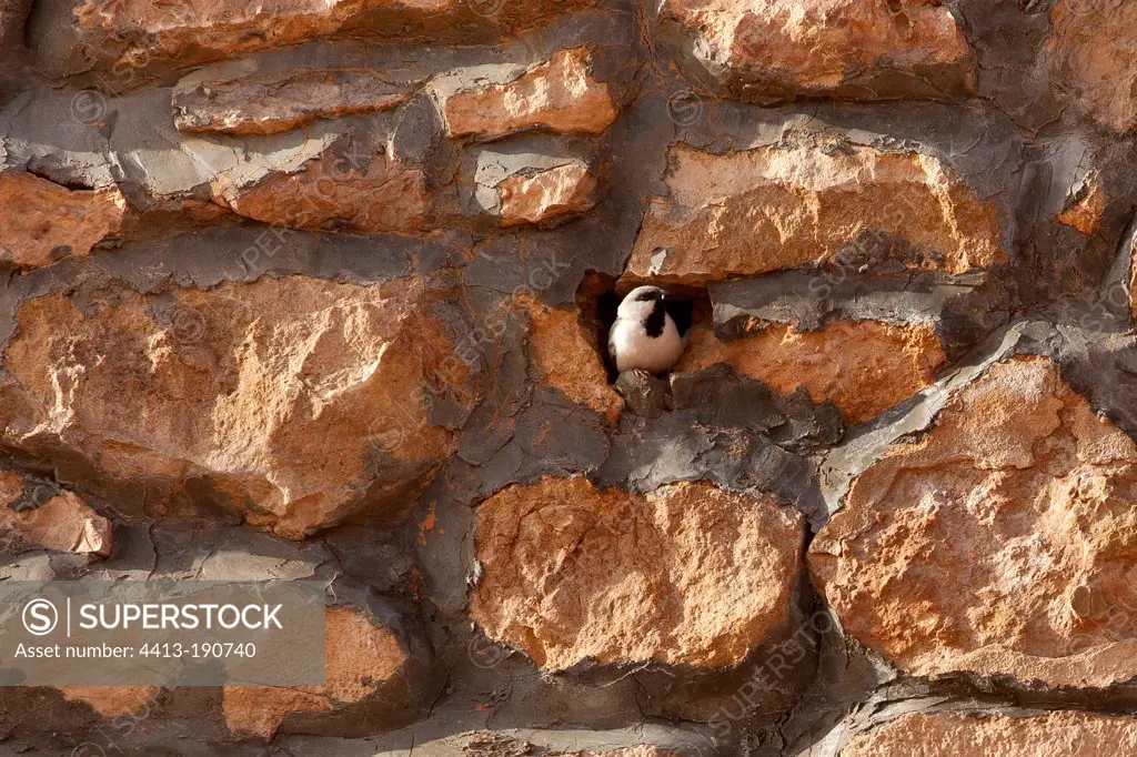 Desert Sparrow in the hole of a wall Tunisia