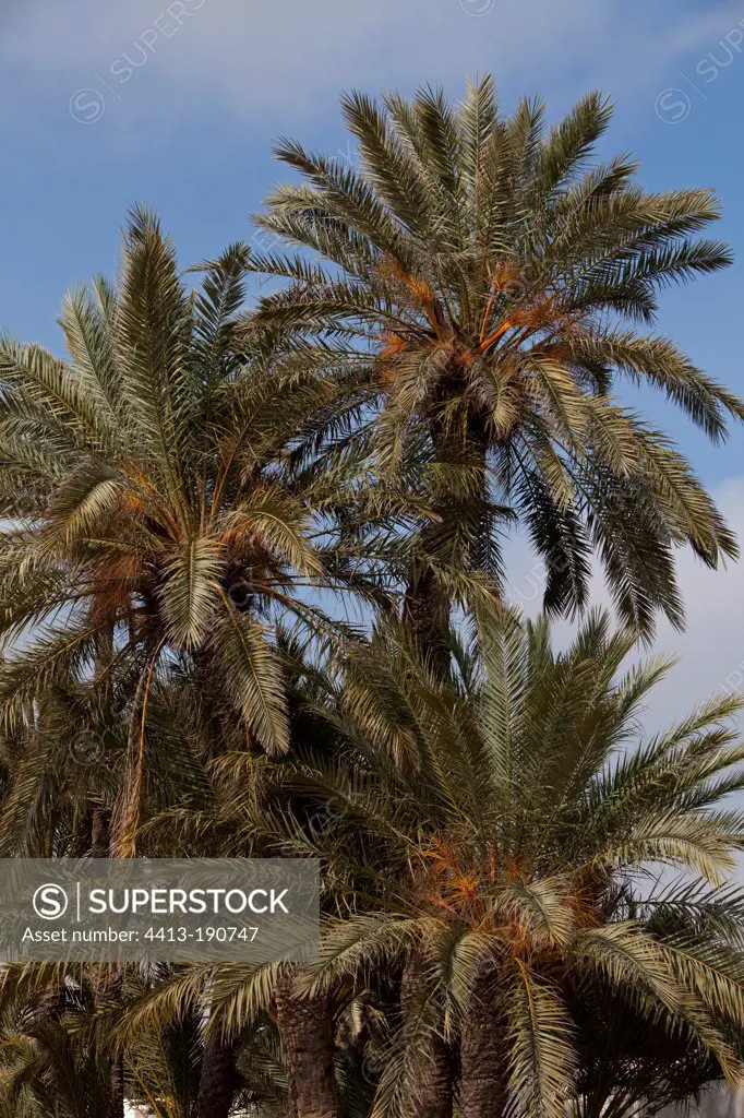 Date palms Djerba island Tunisia