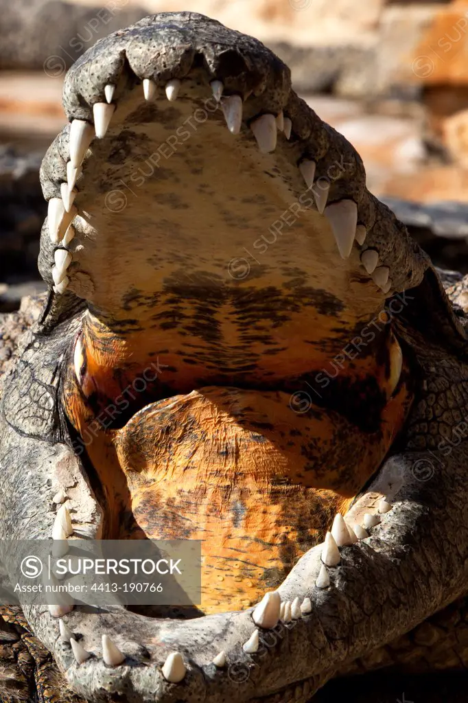 Mouth of Nile crocodile Tunisia Djerba Explore Park