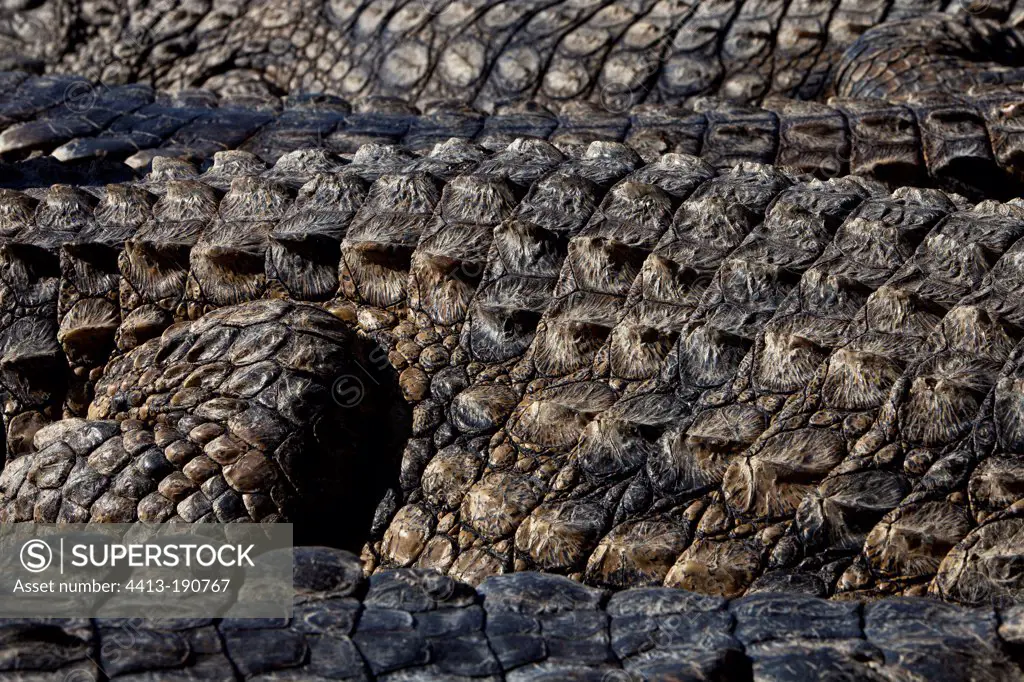 Skin of Nile crocodile Tunisia Djerba Explore Park