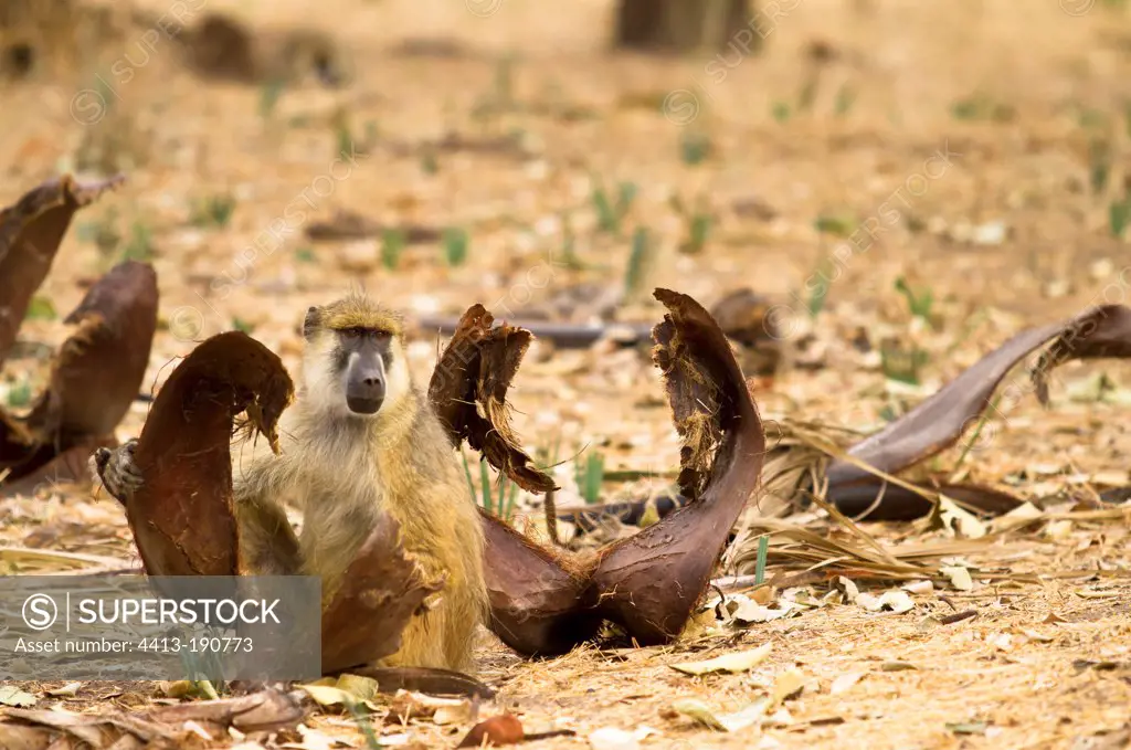 Young Yellow baboon lazing amongst Real Fan Palm leaves