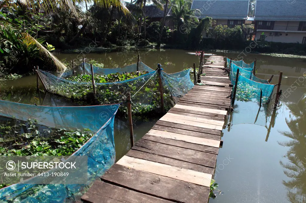 Water hyacinth in a fish farm in Luang Prabang Laos