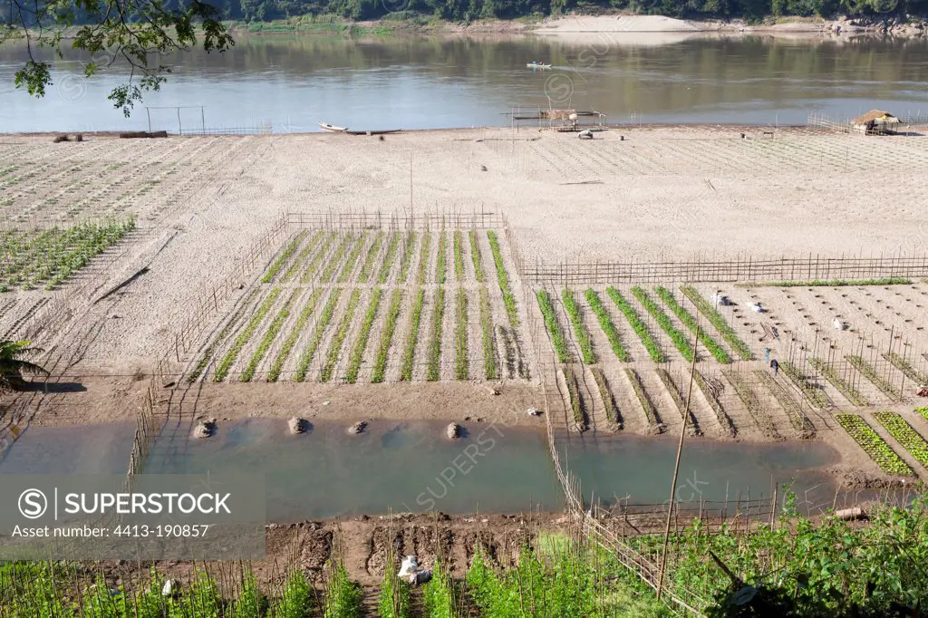 Vegetable garden on the bank of the Mekong in Laos