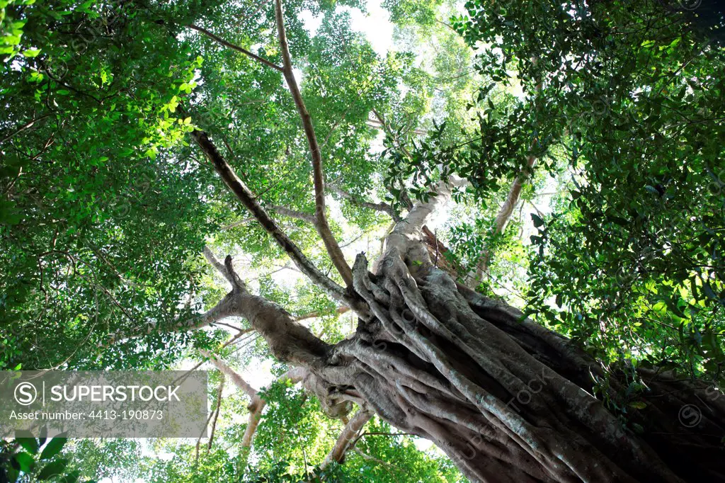 Giant ficus in primary Kouangxi forest in Laos