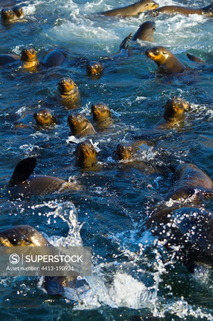 Cape Fur Seals in the ocean in False Bay South africa