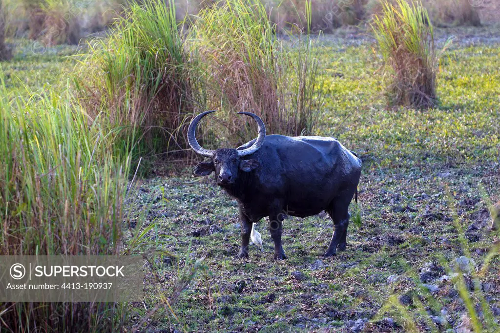 Indian Water Buffalo in the Kaziranga NP in India