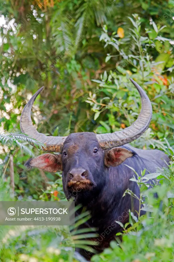 Portrait of a Indian Water Buffalo in the Kaziranga NP India