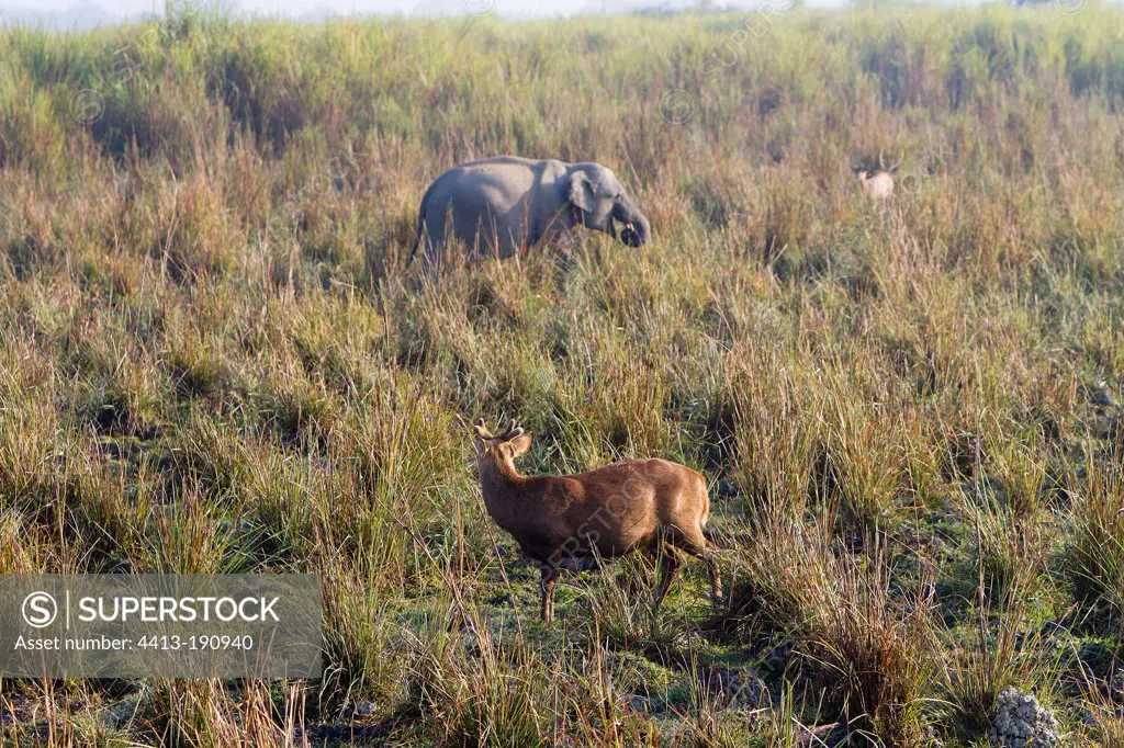 Hog Deer and Asian Elephant in Kaziranga NP India