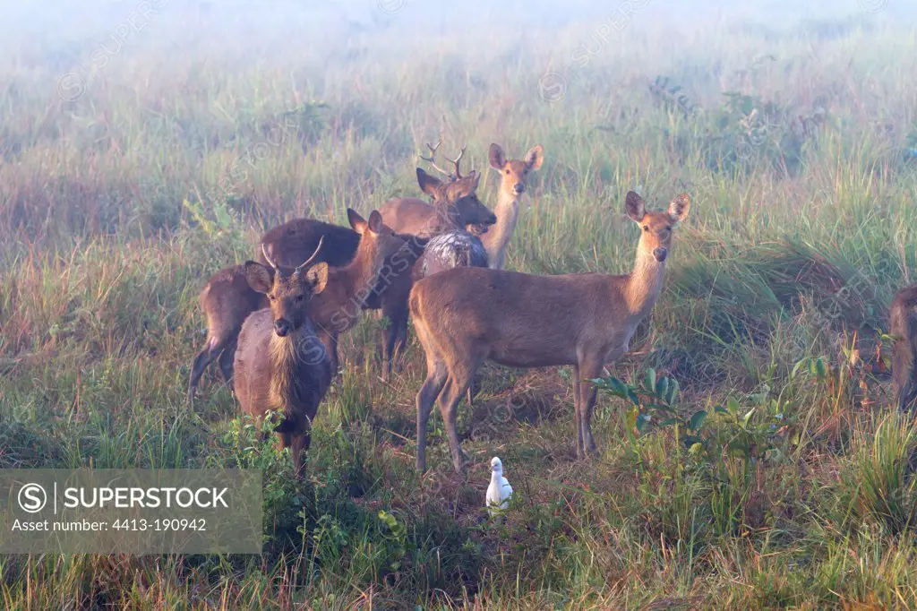 Group of marsh deers in Kaziranga NP in India