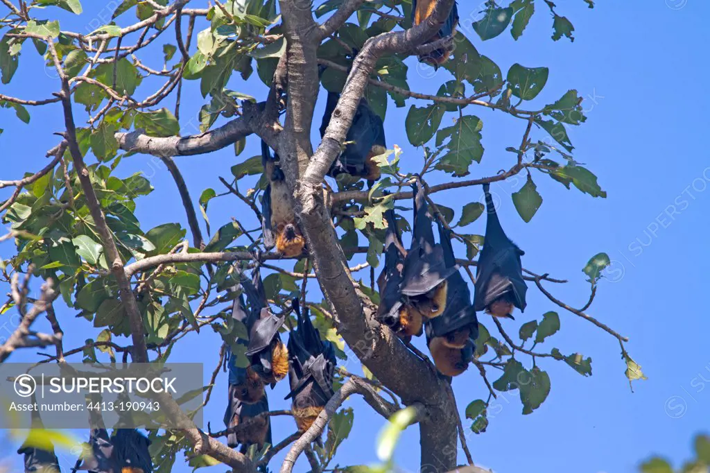 Indian Flying Foxes in a tree Jungadh in India