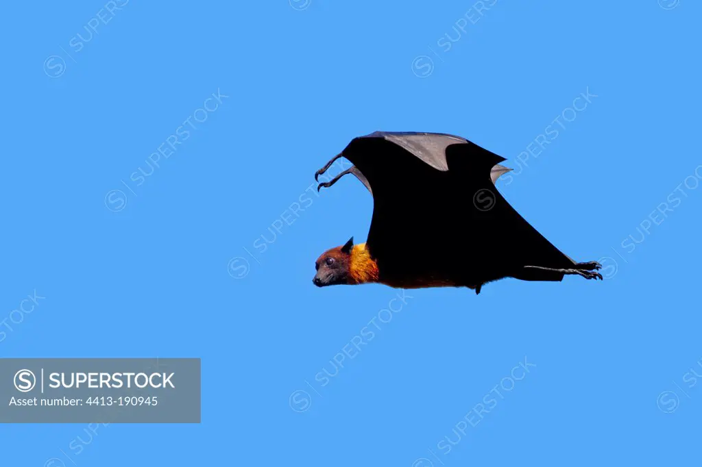Indian Flying Fox flying Jungadh in India