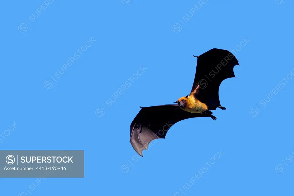 Indian Flying Fox flying Jungadh in India