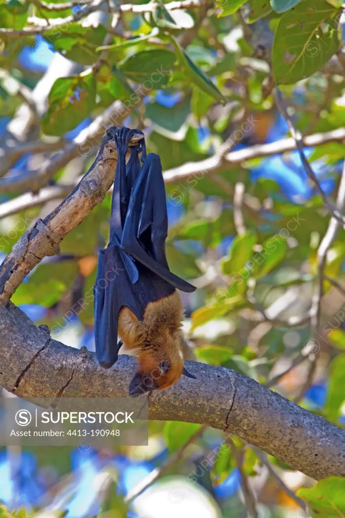 Indian Flying Fox in a tree Jungadh in India