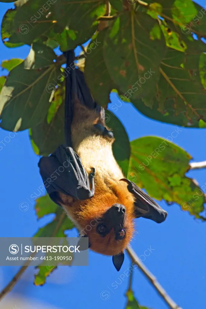 Indian Flying Fox in a tree Jungadh in India