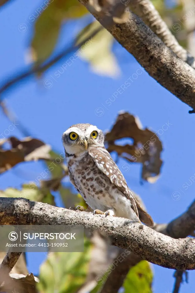 Spotted Owlet on a branch in the Gir NP in India