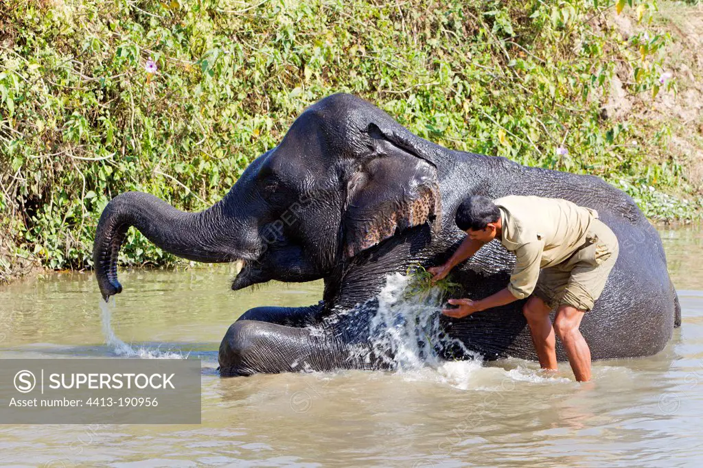 Mahout bathing his Asian Elephant in Kaziranga NP India