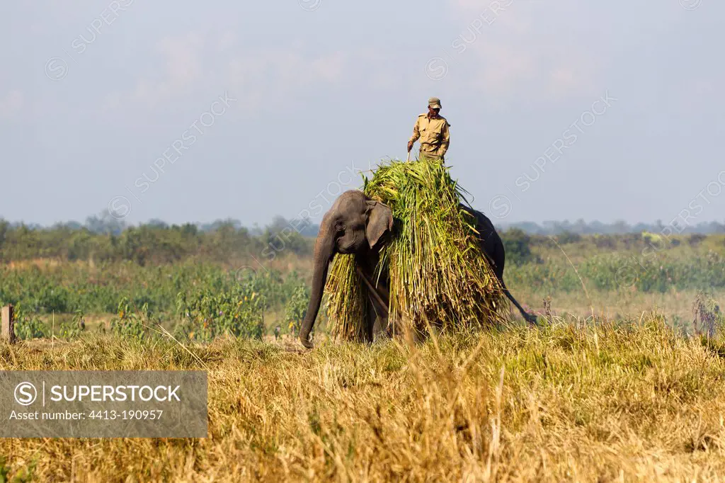 Elephant transporting feed Kaziranga NP in India