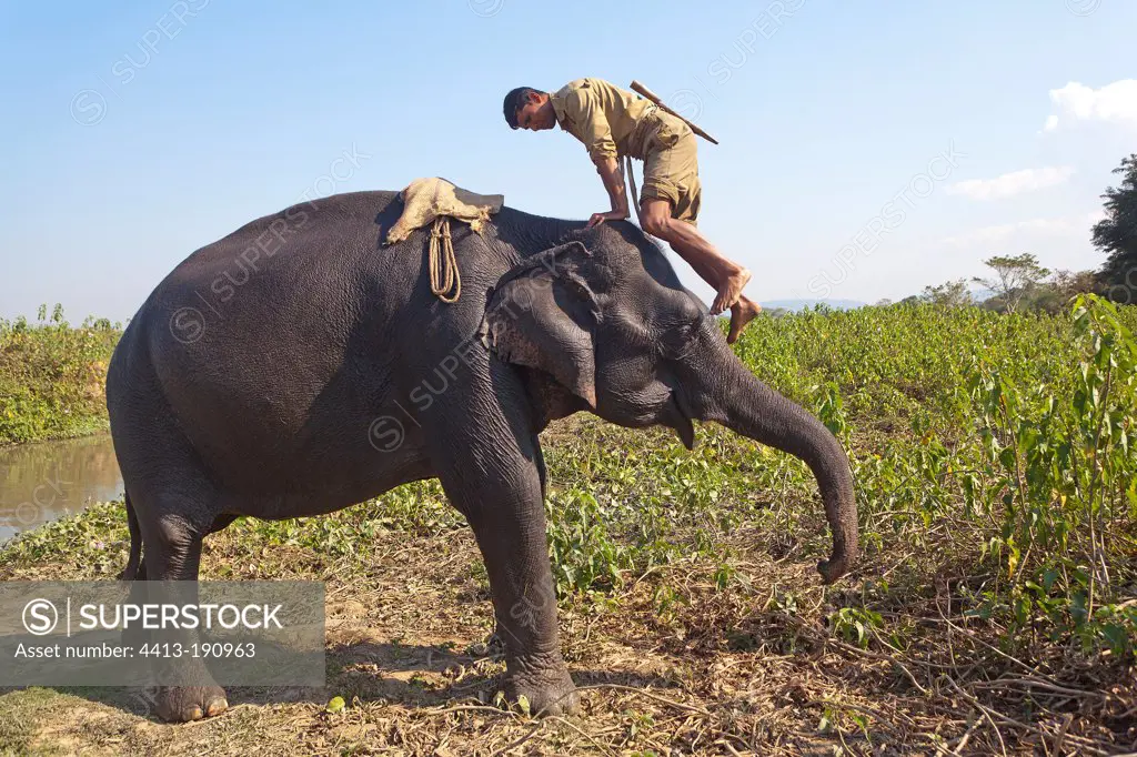 Mahout climbing on his Elephant NP Kaziranga in India
