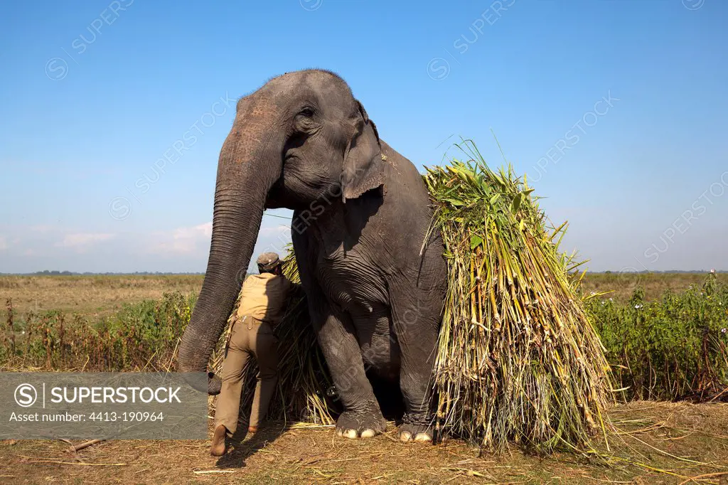 Elephant transporting feed Kaziranga NP in India