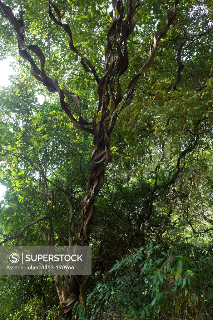Liana on a tree in the Kaziranga NP in India
