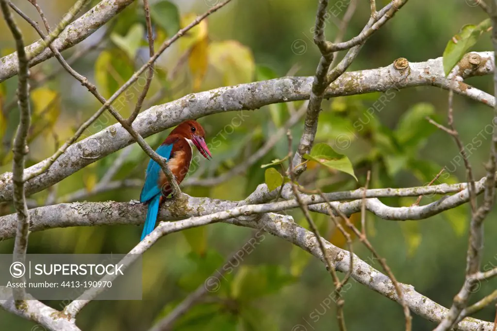 White-throated Kingfisher on a branch Kaziranga NP in India