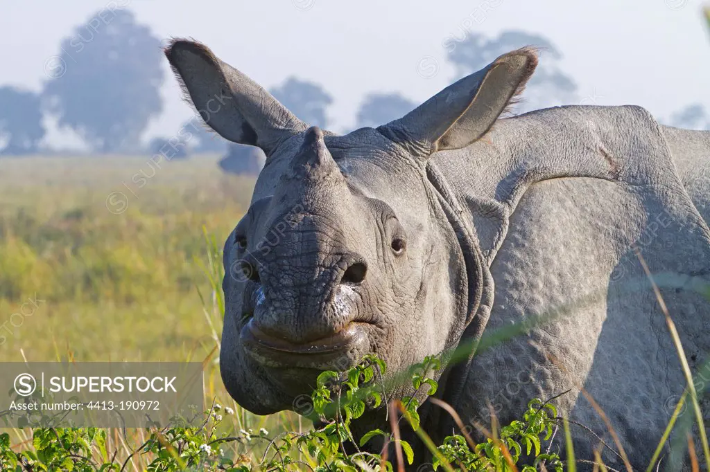 Portrait of Indian Rhinoceros in the Kaziranga NP in India