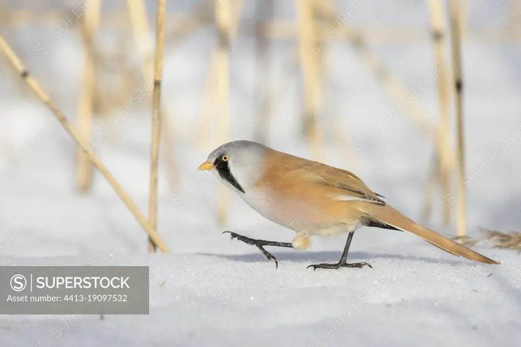 An adult Bearded reedling (Panurus biarmicus) walking on the snow in search of food and protected from the wind. Taken during really cold conditions of -20C in January in Stockholm, Sweden