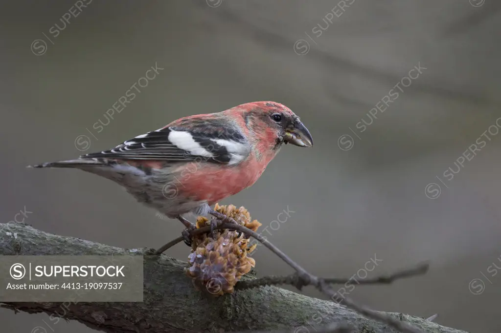 Two-barred Crossbill (Loxia leucoptera) of the european subspecies bifasciata. Here an adult male feeding on a pine cone.