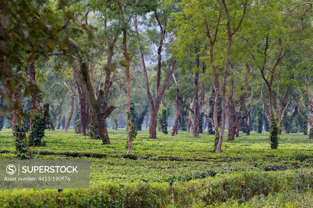 Organic tea plantation in Assam in India