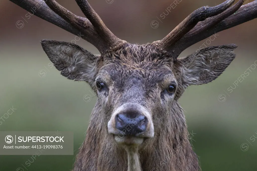 Red deer (Cervus elaphus) stag head details