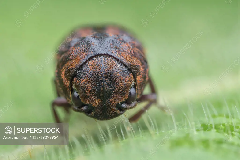 False Click Beetle (Eucnemidae sp). The false click beetles (Eucne­midae) are closely related to the click beetles (Elateridae), but their click mechanism is much weaker. They are found largely in woodlands and forests with plenty of dead wood for breeding. Malaysia