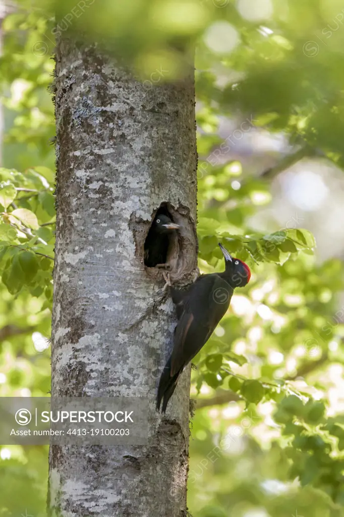 Black woodpecker (Dryocopus martius), handing over to the nest, the female flies off to go to feed while the male has just arrived to replace her on the nest in a forest in the Ventoux massif, Vaucluse, France.