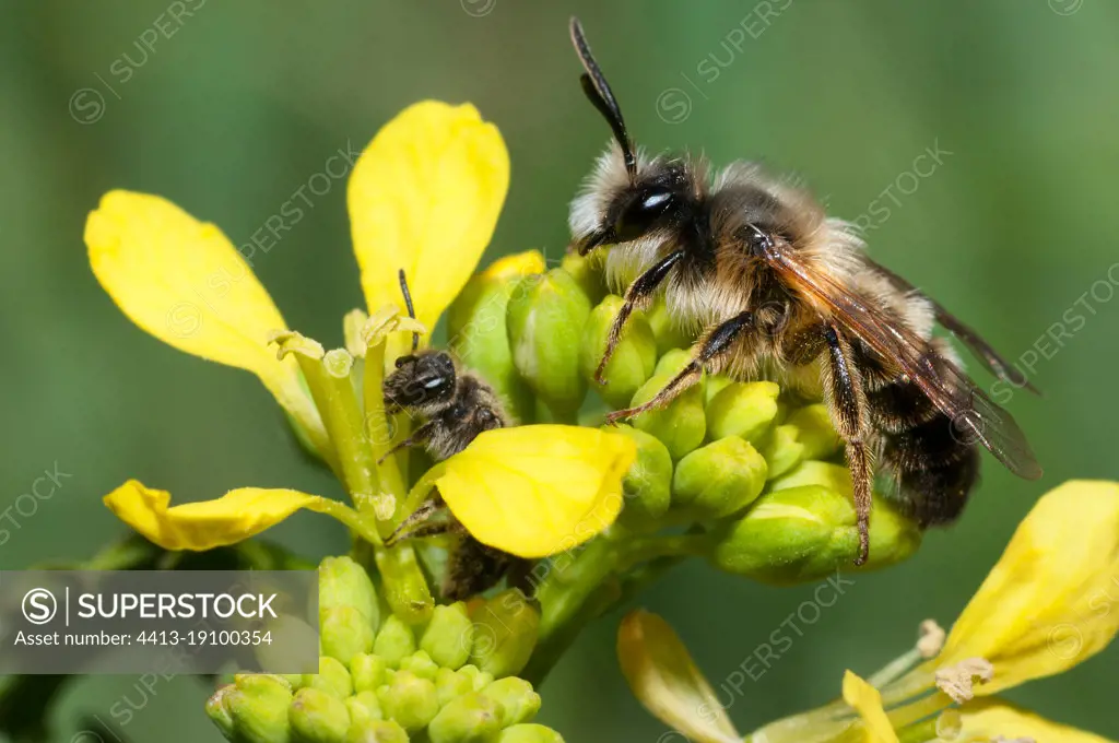 Andrenid Bee (Andrena tscheki) male and Mining bee (Lasioglossum sp) on mustard flowers, solitary bees, Vosges du Nord Regional Natural Park, France