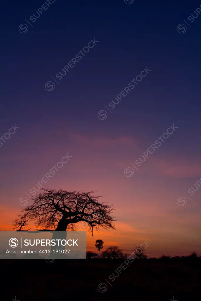 Baobab at sunrise on the banks of the river Mwagusi Tanzania