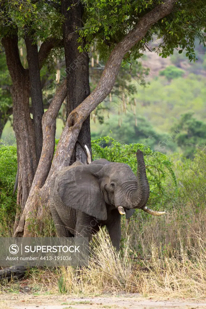 African Elephant bull in musth testing the air Tanzania