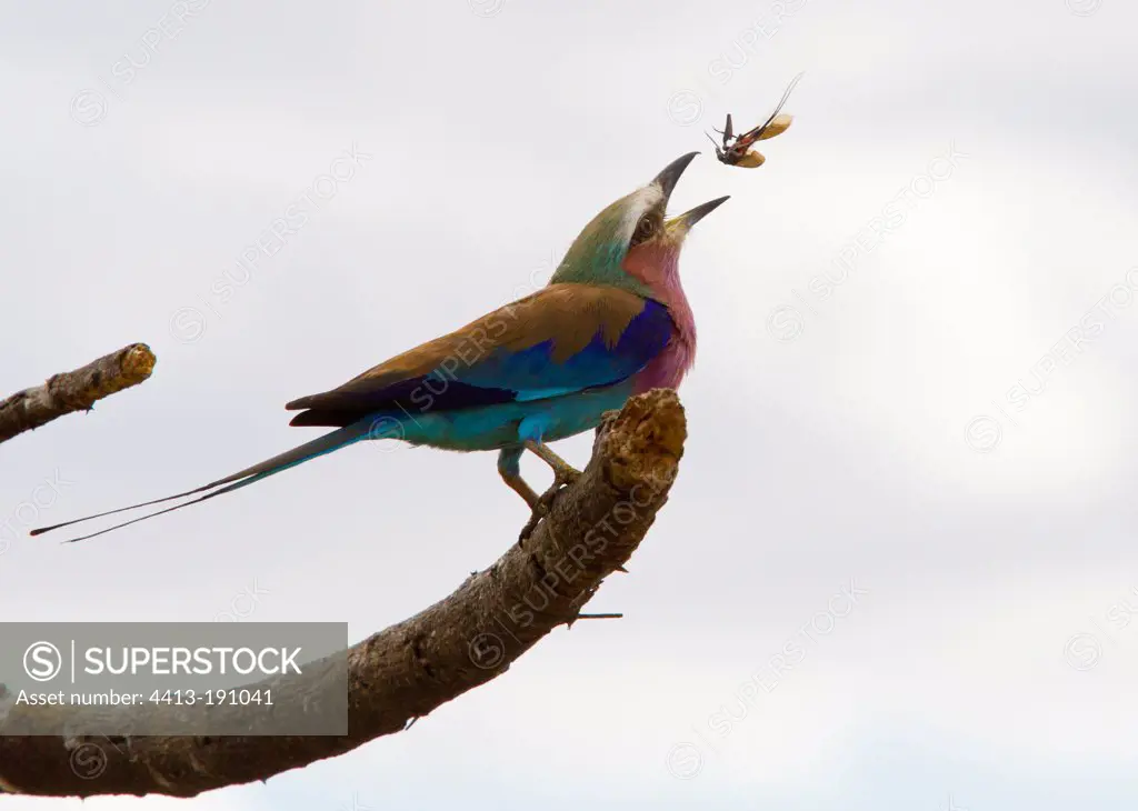 Lilac-breasted Roller juggling with breakfast Ruaha Tanzania